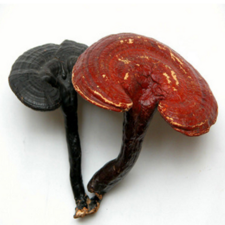 Reishi Mushroom-herbal vitae.png
